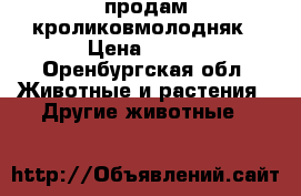 продам кроликовмолодняк › Цена ­ 400 - Оренбургская обл. Животные и растения » Другие животные   